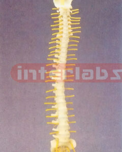 FLEXIBLE SPINE MEDICAL WITH SIMPLE NERVES
