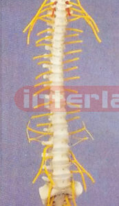 MEDICAL FLEXIBLE SPINE WITH NERVES