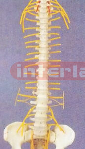 MEDICAL RIGID SPINE WITH PELVIS AND NERVES.