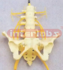 LUMBAR VERTEBRAE, PELVIS AND SACRUM WITH NERVES