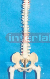 MIDDLE ADVANCED HUMAN VERTEBRAL MODEL