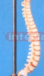BIG RIGID VERTEBRAL COLUMN WITH HANGING LUXURY STAND.