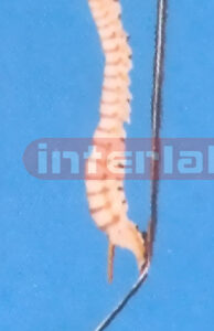 MIDDLE FLEXIBLE VERTEBRAE WITH HANGING LUXURY STAND