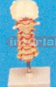 CERVICAL VERTEBRAE COLUMN (NATURAL SKELETON)