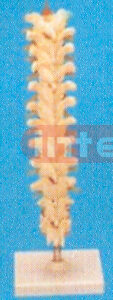 BIG THORACIC VERTEBRAE COLUMN