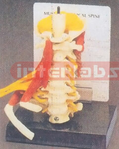 DELUXE CERVICAL SPINE WITH MUSCLES
