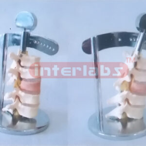 BIG VERTEBRAL ACTION & CHANGE DEMONSTRATION MODEL BY LIGHT AND SOUND