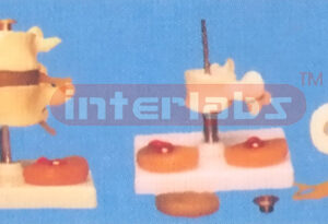 LUMBAR SET WITH HERNIATED DISC