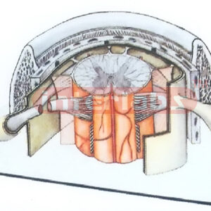 HUMAN SPINE NERVES MODEL