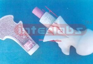 FEMUR BONE ANATOMICAL MODEL