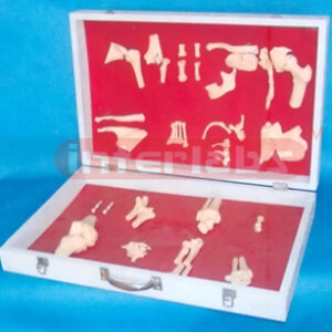 HUMAN JOINTS COLLECTION (12 PCS / SET)