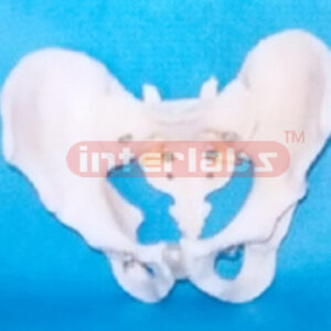 ADULT MALE HUMAN PELVIS