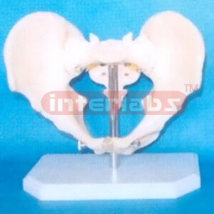 ADULT MALE HUMAN PELVIS ON BASE
