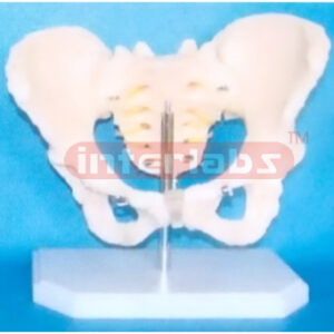 ADULT FEMALE HUMAN PELVIS ON BASE