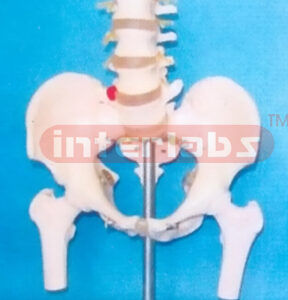 MALE PELVIS WITH 5 LUMBARS & FEMUR HEADS ON BASE