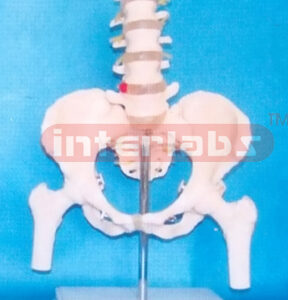 FEMALE PELVIS WITH 5 LUMBARS & FEMUR HEADS ON BASE