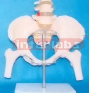 FEMALE PELVIS WITH 3 LUMBARS & FEMUR HEADS ON BASE