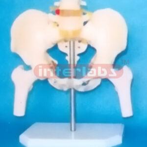 MALE PELVIS WITH 2 LUMBARS & FEMUR HEADS ON BASE