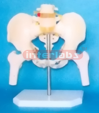 MALE PELVIS WITH 2 LUMBARS & FEMUR HEADS ON BASE