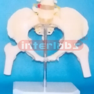 FEMALE PELVIS WITH 2 LUMBARS & FEMUR HEADS ON BASE
