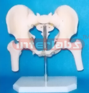 MALE PELVIS WITH FEMUR HEADS ON BASE
