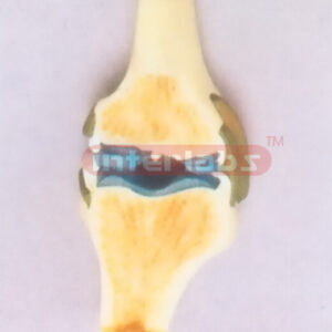 HUMAN SYNOVIAL JOINT MODEL