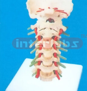 DELUXE CERVICAL MODEL WITH ARTERIES & NERVES BY PLANTED SEPERATION.