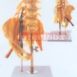 DELUXE LUMBAR SPINE WITH INNERVATION