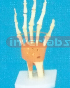 ADVANCED BIG LEFT ARM JOINT-FUNCTIONAL MODEL WEST-TYPE
