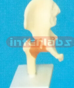 ADVANCED BIG LEFT HIP JOINT-FUNCTIONAL MODEL WEST-TYPE