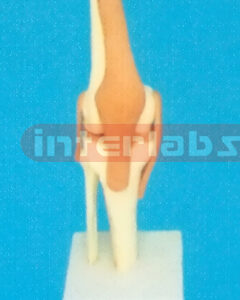 ADVANCED BIG LEFT KNEE JOINT-FUNCTIONAL MODEL WEST-TYPE