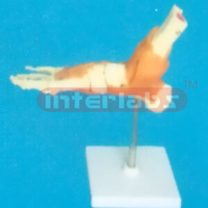 ADVANCED BIG LEFT FOOT JOINT-FUNCTIONAL MODEL WEST-TYPE