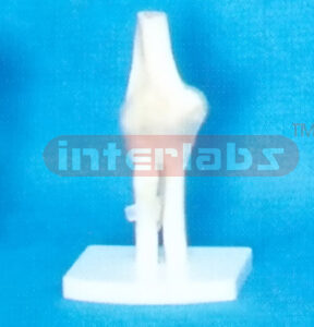 GENERAL BIG LEFT ELBOW JOINT - FUNCTIONAL MODEL