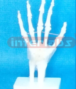 GENERAL BIG L-ARM JOINT FUNCTIONAL MODEL