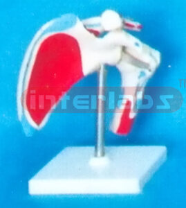 BIG ADULT SHOULDER JOINT WITH MUSCLE & LIGAMENTA PAINTED