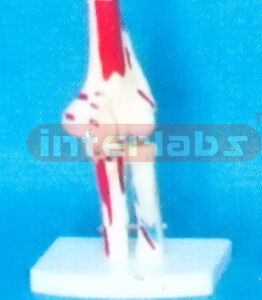 BIG ADULT ELBOW JOINT WITH MUSCLE & LIGAMENTA PAINTED