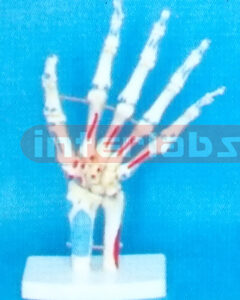 BIG ARM JOINT - MUSCLE LIGAMENT PAINTED MODEL