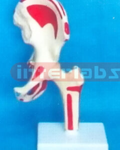BIG ADULT HIP JOINT WITH MUSCLE LIGAMENTA PAINTED