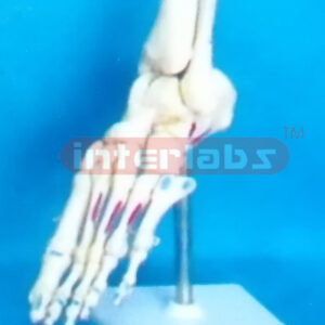 BIG ADULT FOOT JOINT WITH MUSCLE LIGAMENTA PAINTED