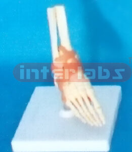 MIDDLE FOOT JOINT FUNCTIONAL MODEL