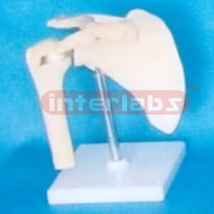 BIG ADULT JOINT OF HUMAN SHOULDER