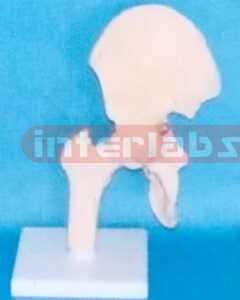 BIG ADULT HUMAN HIP JOINT