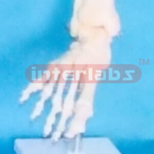 BIG ADULT HUMAN FOOT JOINT