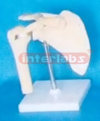SMALL ADULT JOINT OF HUMAN SHOULDER