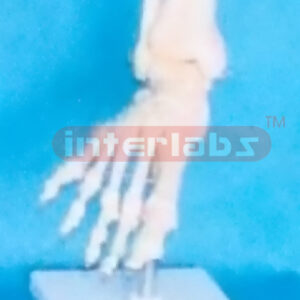 SMALL ADULT HUMAN FOOT JOINT