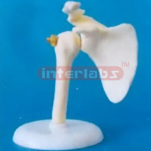 LITTLE SHOULDER JOINT MODEL