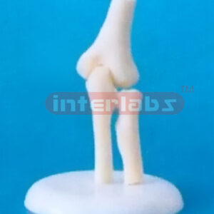 LITTLE ELBOW JOINT MODEL
