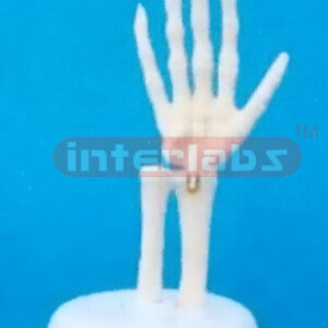 LITTLE HAND JOINT MODEL