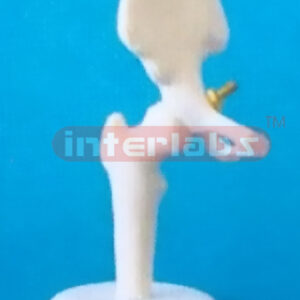 LITTLE HIP JOINT MODEL