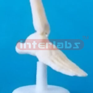 LITTLE FOOT JOINT MODEL